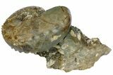 Bumpy Ammonite (Hoploscaphites) With Clams - South Dakota #137286-3